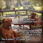 DST-for-dogs.jpg