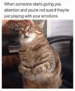 Funny-Cat-Memes-And-Pictures-With-Captions-17.png