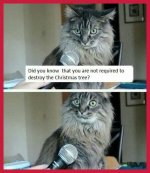 CatMemes-copy-6.jpg