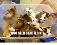 dog-sled-starter-kit-12507650.png