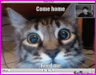 video-chat-meme-new-cute-cat-is-cute-by-missderpina-meme-center-of-video-chat-meme.jpg