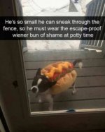 share_these_memes_with_your_dog_640_26.jpg