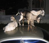 goats on car 2.jpg