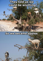 you-have-goat-to-be-kidding-me-120177.png