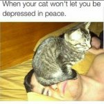 cat-meme-42.jpg