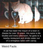 a-cat-has-been-the-mayor-of-a-town-in-9508489.png