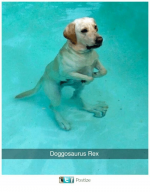 doggosaurus-rex-t-f-postize-29182863.png