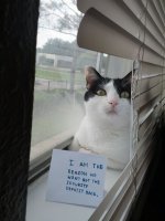 cat-breaks-blinds.jpg