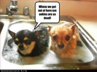 funny-dog-pictures-ankles-dead.jpg