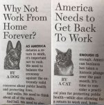 dog-vs-cat-work-from-home-opinions-meme.jpg