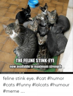 the-feline-stink-eye-now-available-in-maximum-strength-ioanhascheeeurger-com-feline-50821034.png