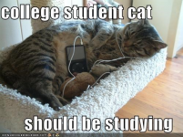 Screenshot_2020-06-10 college-student-cat-should-be-studying (JPEG Image, 500 Ã— 375 pixels).png