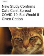 new-study-confirms-cats-cant-spread-covid-19-but-would-if-given-option.jpg