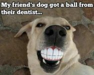 Smiling-Dog-Meme-My-friends-dog-got-a-ball-from-their-dentist.jpg