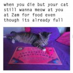 cat-meme-38.jpg