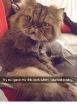 my-cat-gave-me-this-look-when-i-started-to-3879421.png