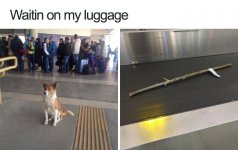 Happy-Dog-Meme-6.jpg