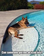 the-funny-animals-3.jpg