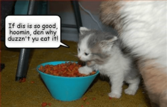 Screenshot_2020-08-11 funny-meme-of-a-kitten-questioning-why-human-doesnt-eat-the-cat-food-if-it.png