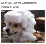 26-Dank-Memes-Dogs-16.jpg
