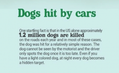 Screenshot_2020-08-18 Over 6,000,000 dogs cats were killed on US roads last year .png