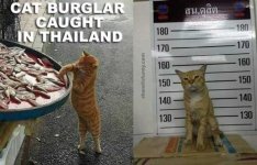 cat-burglar-caught.jpg