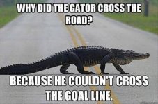 gator crossing road.jpg
