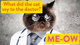 cat-doctor.jpg