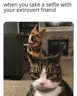 funny-animal-memes-about-introversion-OurMindfulLife.com-3.jpg