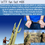 WTF-Fun-Fact-How-Arizona-Protects-Cacti.png