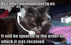 Screenshot_2020-10-03 call-center-cat (JPEG Image, 500 Ã— 319 pixels).png