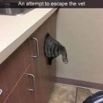 escaping from the vet.jpg