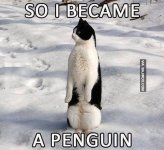 So-I-Became-A-Penguin-Funny-Cat-Meme-Image.jpg