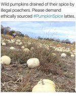 ethically-sourced-pumpkinspice-lattes-above-a-photo-of-some-white-pumpkins-in-a-pumpkin-patch.jpg