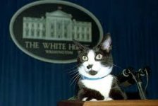 cat-prez.jpg