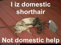 i-iz-domestic-shorthair-not-domestic-help.jpg