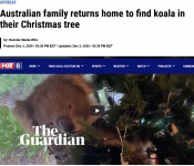 Screenshot_2020-12-03 Australian family returns home to find koala in their Christmas tree.png