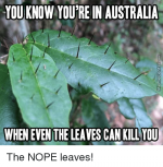 you-know-youre-in-australia-when-even-the-leaves-can-9885621.png