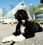 800px-Portuguese_Water_Dog_in_NYC.jpg