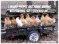 coronavirus-chickens-meme.jpg